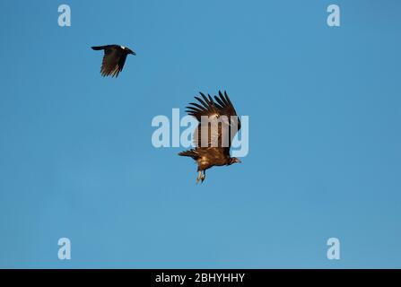 Riedkrähe, Corvus albus, Mobbing gegen Kapuzengeier (Necrosyrtes monachus). Timbavati Private Game Reserve .Südafrika Stockfoto