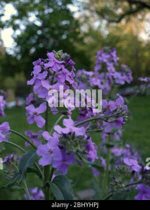 Nahaufnahme auf violetten Blüten in neutralem Licht. Selektiver Fokus Stockfoto