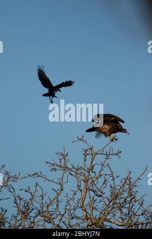 Riedkrähe, Corvus albus, Mobbing gegen Kapuzengeier (Necrosyrtes monachus). Timbavati Private Game Reserve .Südafrika Stockfoto