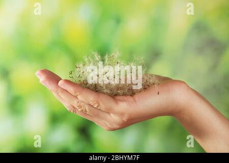 Löwenzahn Samen in der weiblichen Hand auf grün verschwommenem Hintergrund Stockfoto