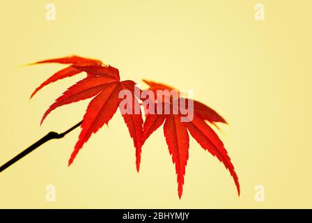 Ahornblätter eines japanischen Ahorns, Acer palmatum Deshojo. Stockfoto