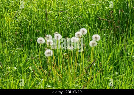 Eine Gruppe von Blowballs im hohen Gras einer Wiese. Stockfoto