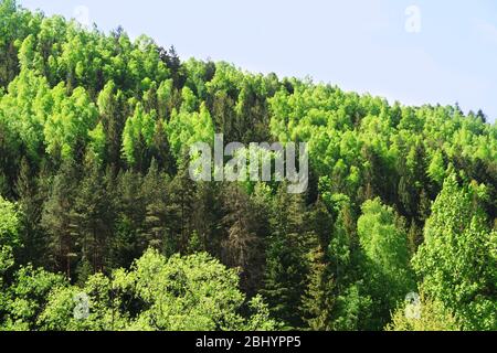 Grove von grünen Bäumen auf Berg über blauen Himmel Hintergrund Stockfoto