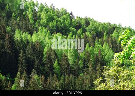 Grove von grünen Bäumen auf Berg über blauen Himmel Hintergrund Stockfoto