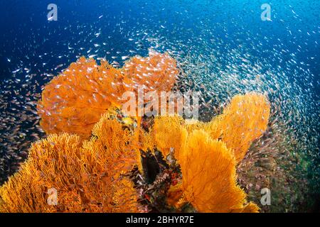 GlassFish schwärmen um empfindliche Meeresfans auf einem tropischen Korallenriff auf Koh Tachai in Thailand Stockfoto