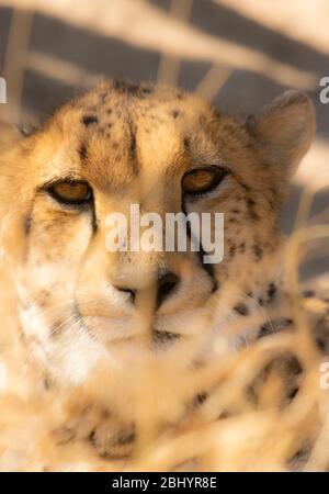 Cheetah( Acinonyx jubatus) Nahaufnahme Porträt, Kruger National, Park, Südafrika Stockfoto