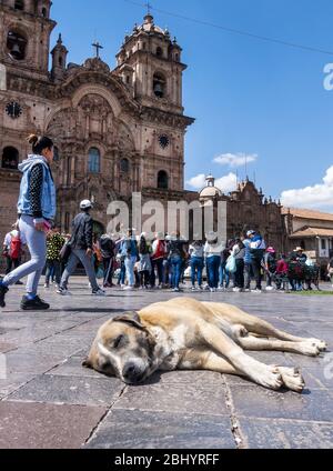 Ein streunender kangolische Schäferhund schläft auf der Plaza De Armas vor der Kirche der Gesellschaft Jesu in Cusco, Peru Stockfoto