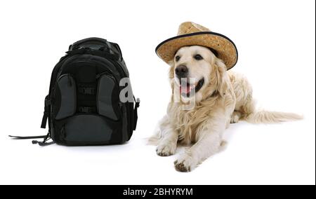 Niedliche Labrador in Hut mit Rucksack isoliert auf weiß Stockfoto