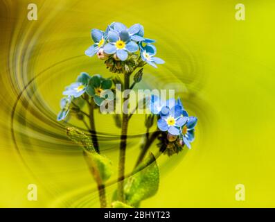 Vergiss mich, nichts windswept wild blaue Blumen Stockfoto