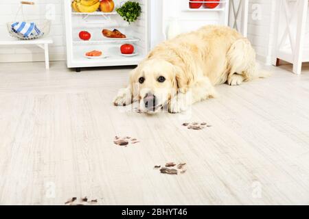 Labrador in der Nähe des Kühlschranks und schlammige Pfotenabdrücke auf Holzboden in der Küche Stockfoto