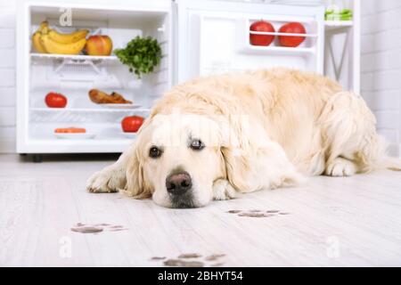 Labrador in der Nähe des Kühlschranks und schlammige Pfotenabdrücke auf Holzboden in der Küche Stockfoto