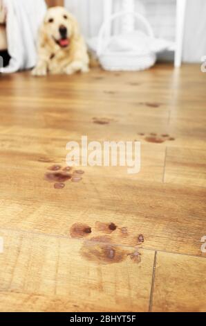 Niedliche Labrador und schlammige Pfotendrucke auf Holzboden im Zimmer Stockfoto