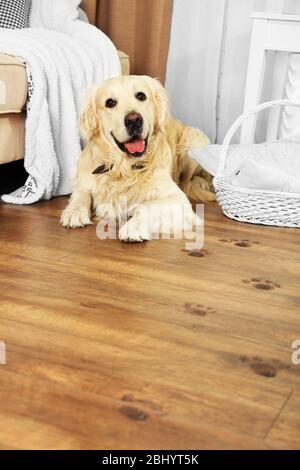 Niedliche Labrador und schlammige Pfotendrucke auf Holzboden im Zimmer Stockfoto