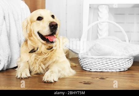 Niedliche Labrador und schlammige Pfotendrucke auf Holzboden im Zimmer Stockfoto