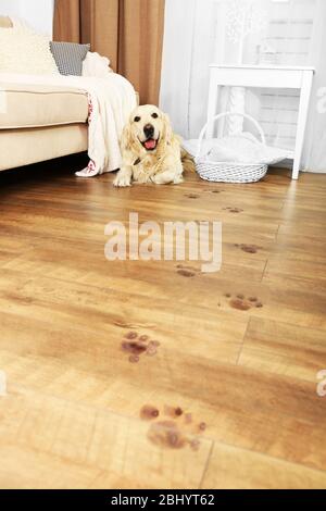 Niedliche Labrador und schlammige Pfotendrucke auf Holzboden im Zimmer Stockfoto