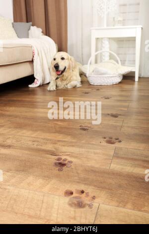 Niedliche Labrador und schlammige Pfotendrucke auf Holzboden im Zimmer Stockfoto