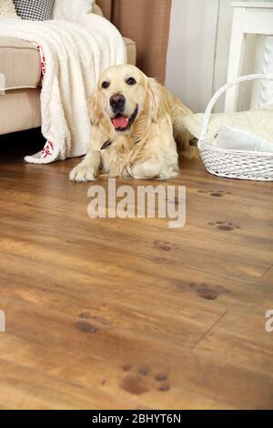 Niedliche Labrador und schlammige Pfotendrucke auf Holzboden im Zimmer Stockfoto