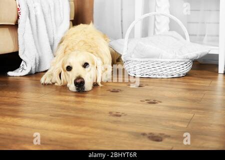 Niedliche Labrador und schlammige Pfotendrucke auf Holzboden im Zimmer Stockfoto