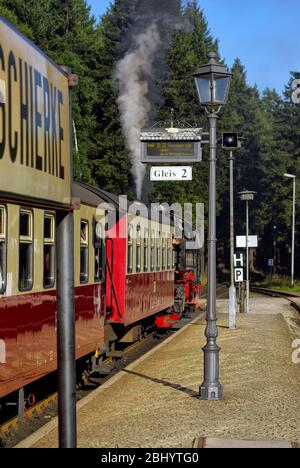 Ausflug mit der Brockenbahn zum Brocken, Schierke im Harz, Sachsen-Anhalt, Deutschland. Stockfoto