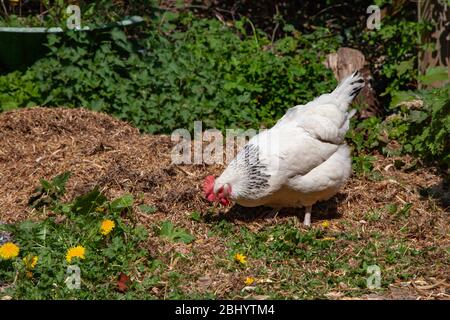 Freirange Henne auf der Suche nach Nahrung im Garten. Britische Inseln. Stockfoto