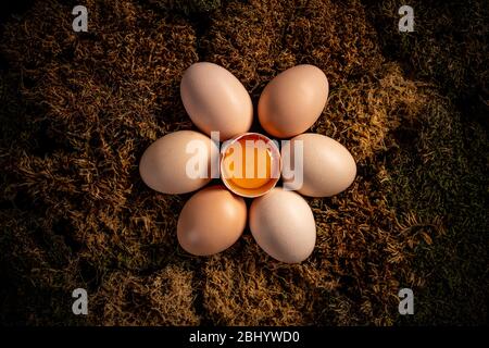 Frische Eier vom Bauernhof. Frische braune Bio-Hühnereier Stockfoto