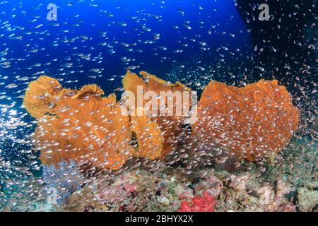 GlassFish schwärmen um empfindliche Meeresfans auf einem tropischen Korallenriff auf Koh Tachai in Thailand Stockfoto