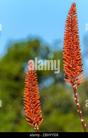 Beeindruckende Blüten der Aloe-Pflanze eine ikonische, saftige Pflanzenart, fotografiert im Australia Zoo in Queensland. Stockfoto