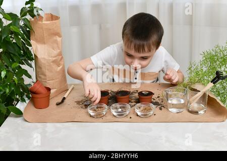 Das Kind ist damit beschäftigt, Mikro-Grüns-Samen in kleinen Töpfen zu Pflanzen. Der aufmerksame Junge nimmt fleißig Pinzetten Samen. Stockfoto