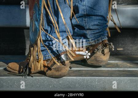 Die Unterschenkel des Rodeo-Reiters mit Jeans, Chaps, Stiefeln und Spornen auf der Plattform auf einer der Rutschen, bereit für seine Fahrt in Mareeba in Australien. Stockfoto