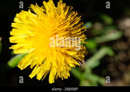 Nahaufnahme des Löwenzahns Stockfoto