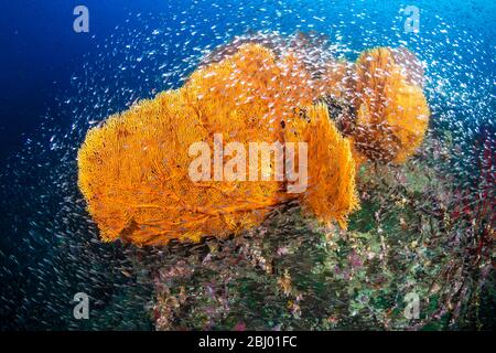 GlassFish schwärmen um empfindliche Meeresfans auf einem tropischen Korallenriff auf Koh Tachai in Thailand Stockfoto