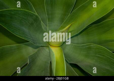 Die Blätter einer Drachenbaum Agave Stockfoto