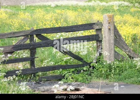 Verwitterter Holzzaun in der Landschaft von Holland. Bunte gelbe Blüten im Hintergrund. Stockfoto