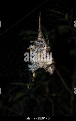 Der klagende Kuckuck ist eine Vogelart im Kuckuck. Er ist in asien von indien und china bis Indonesien beheimatet Stockfoto