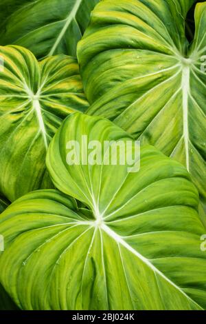 Üppige immergrüne Philodendren wachsen fruchtbar in einem bepflanzten Garten in Port Douglas im fernen Norden von Queensland, Australien. Stockfoto