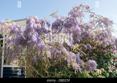 Schöne lila oder violett gefärbte Blüten der chinesischen Wisteria (Wisteria sinensis ‘produlific’). Kletterpflanze im Garten im Frühling. Stockfoto