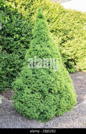 Weiße Zwergfichte (Picea Glauca Conica) in einem Garten. Baum wird auch als Zuckerhut Fichte. Stockfoto