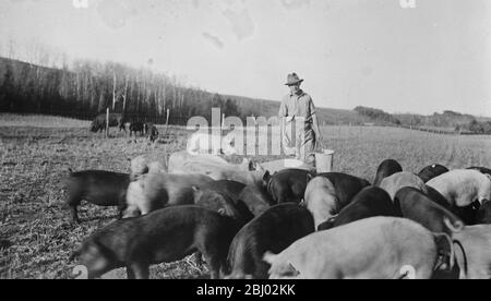 Essen aus den Händen eines Herrn - EIN neues Bild, aufgenommen auf der Farm von Lord Rodney, am Saskatchewan River, 25 Meilen östlich von Edmonton, Alberta, zeigt Lord Montague, Sohn des Herzogs von Manchester, über die Schweine zu füttern. - 30. November 1925 Stockfoto