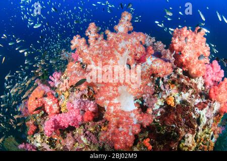 Wunderschöne Hart- und Weichkorallen umgeben von tropischen Fischen auf einem bunten, gesunden tropischen Riff in Thailand Stockfoto