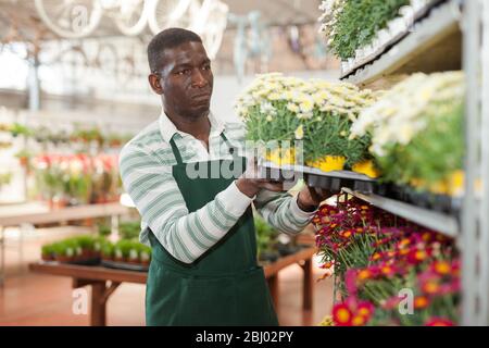 Erfahrene afrikanischer amerikanischer Mann Blumenhändler in Anbau von Topfpflanzen bunte Margeriten daisy im Gewächshaus eingerückt Stockfoto