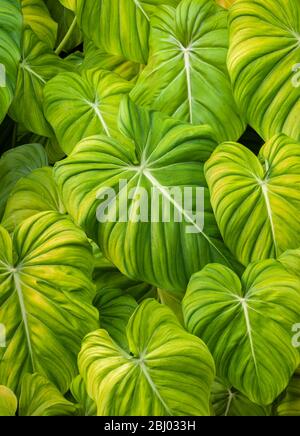 Üppige immergrüne Philodendren wachsen fruchtbar in einem bepflanzten Garten in Port Douglas im fernen Norden von Queensland, Australien. Stockfoto