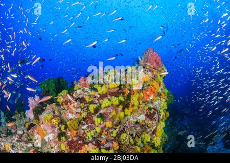 Wunderschöne Hart- und Weichkorallen umgeben von tropischen Fischen auf einem bunten, gesunden tropischen Riff in Thailand Stockfoto