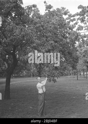 John Clark und seine Farm in Rainham, Kent Cherry Picking - Juli 1946 Stockfoto