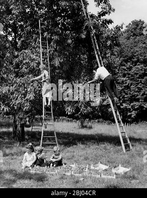 Kirschernte auf einem Bauernhof in der Nähe von Goudhurst im Tal von Kent - 13. Juni 1959 Stockfoto