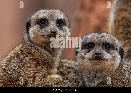 Eine Gruppe von niedlichen Erdmännchen Stockfoto