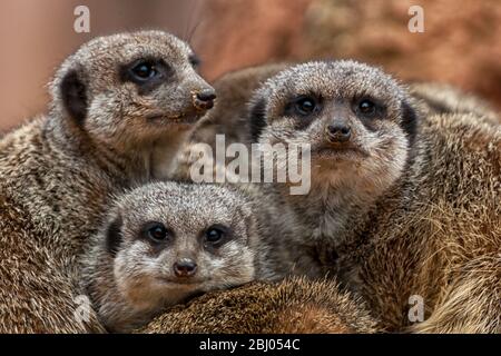 Eine Gruppe von niedlichen Erdmännchen Stockfoto