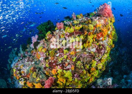 Wunderschöne Hart- und Weichkorallen umgeben von tropischen Fischen auf einem bunten, gesunden tropischen Riff in Thailand Stockfoto