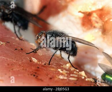 Die Hausfliege ist eine Fliege des Unterauftrages Cyclorrhapha. Es wird angenommen, dass sie sich in der Cenozoic Ära, möglicherweise im Nahen Osten, entwickelt hat und sich al verbreitet hat Stockfoto