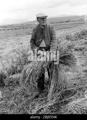 Vierundneunzig Jahre alt - und bei der Ernte mithelfen. - Herr Peter Steele ist 94 Jahre alt und arbeitet noch auf dem Hof in Süd-Uist, Äußere Hebriden. Er wird in diesem Bild gesehen, das den gezypten Roggen in einer Garbe zusammenbindet. - wie viele Insulaner wurde er in dieser Gegend geboren und gezüchtet und führte nach seinem Vater weiter. Der Hof ist bereits an Herrn Steeles Sohn übergeben worden - und jetzt hilft er ihm, ihn zu arbeiten. - 15/9/60 Stockfoto