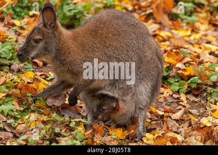 Ein Känguru mit einem Baby in einer Tasche Stockfoto